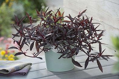 英国六家游戏开发商支持微软收购动视 只有索尼反对