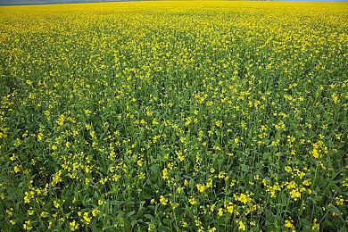 Capcom PPT泄露：《生化危机9》《怪物猎人：荒野》发售日曝光