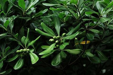 行走于黑白间的黑道人生《双面教父》今日正式发售